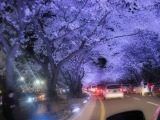 Cherry Blossoms, Gyeongju