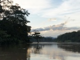 Kinabatangan River